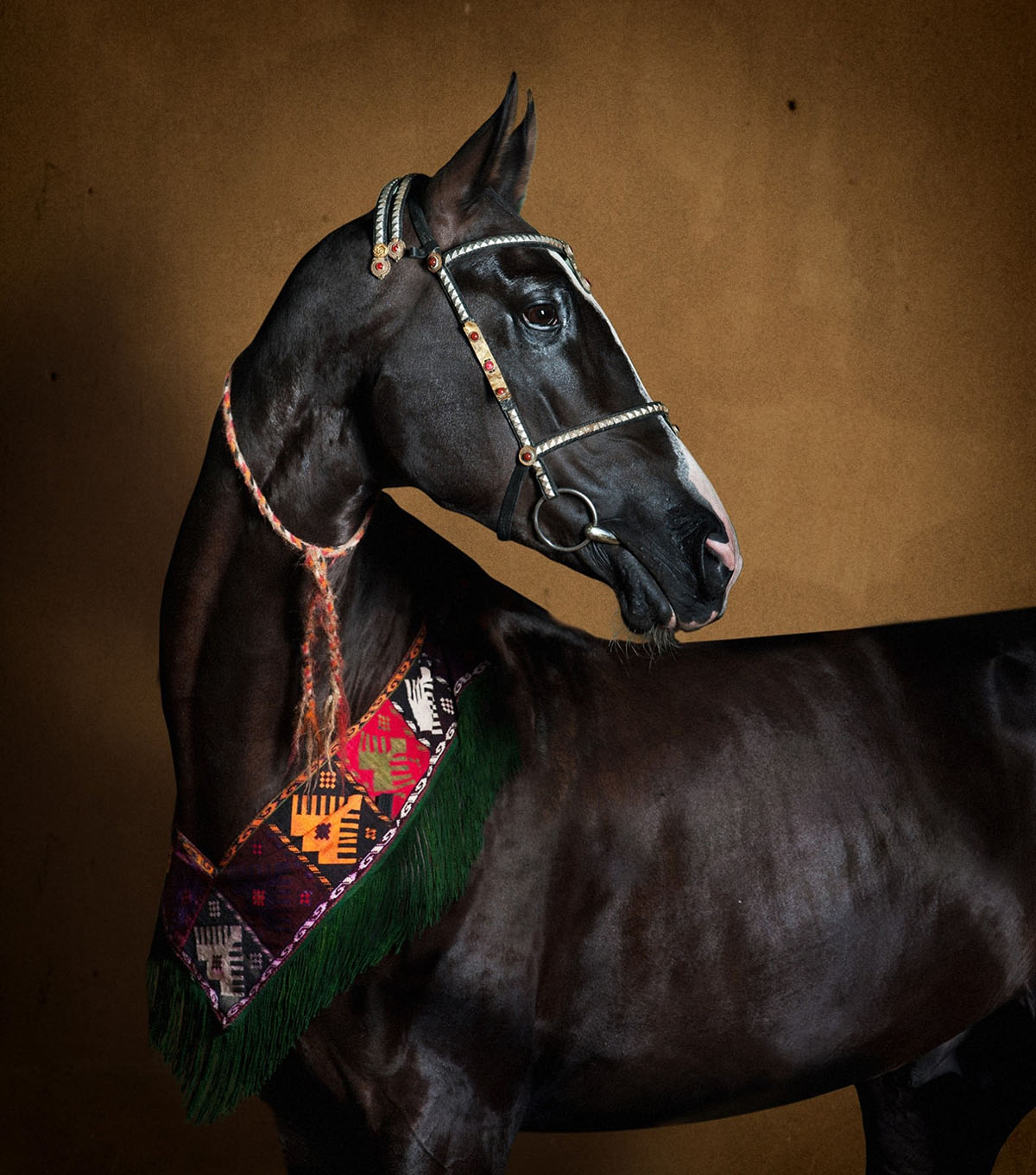 Akhal Teke Stallion Garadogan